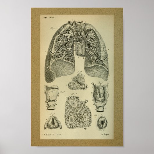 1850 Anatomy Print Lungs intern (Voorkant)