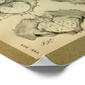 1850  Anatomy Print Pelvis (Hoek)