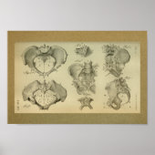 1850 Anatomy Print Pelvis (Voorkant)