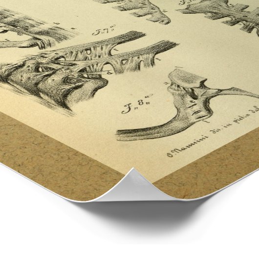 1850  Anatomy Print Rib Cage (Hoek)