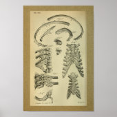 1850  Anatomy Print Rib Cage (Voorkant)