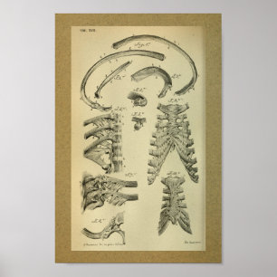 1850 Anatomy Print Rib Cage