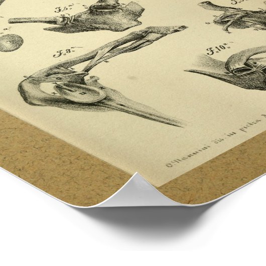 1850  Anatomy Print Scapula (Hoek)