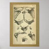 1850  Anatomy Print Scapula (Voorkant)