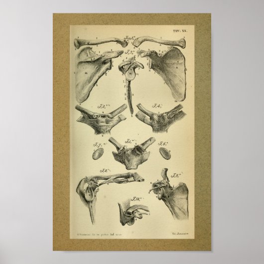 1850  Anatomy Print Scapula (Voorkant)