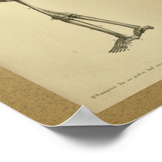 1850  Anatomy Print Skelet (Hoek)