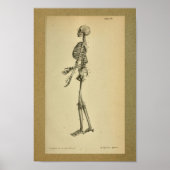 1850  Anatomy Print Skelet (Voorkant)