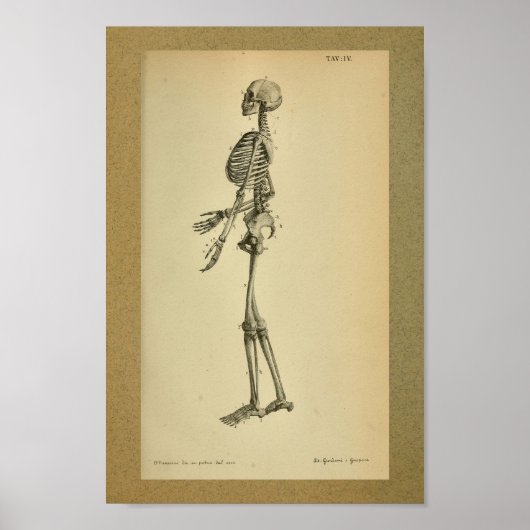 1850  Anatomy Print Skelet (Voorkant)