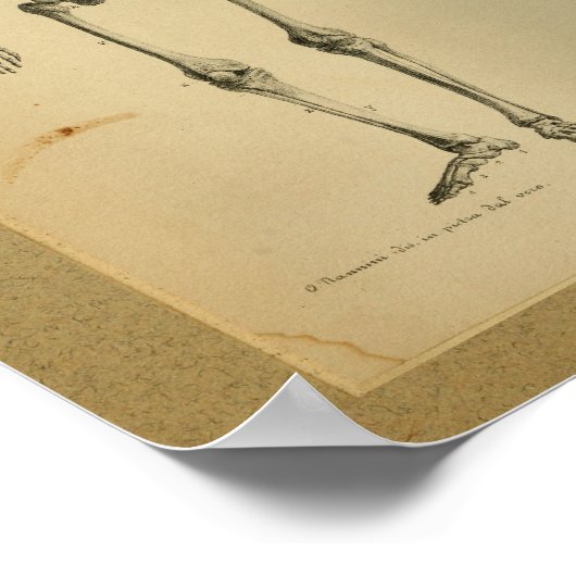 1850  Anatomy Print Skelet (Hoek)