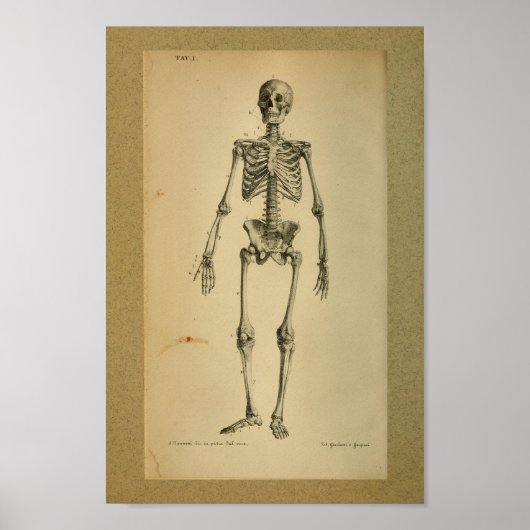 1850  Anatomy Print Skelet (Voorkant)