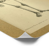 1850  Anatomy Print Skelet (Hoek)