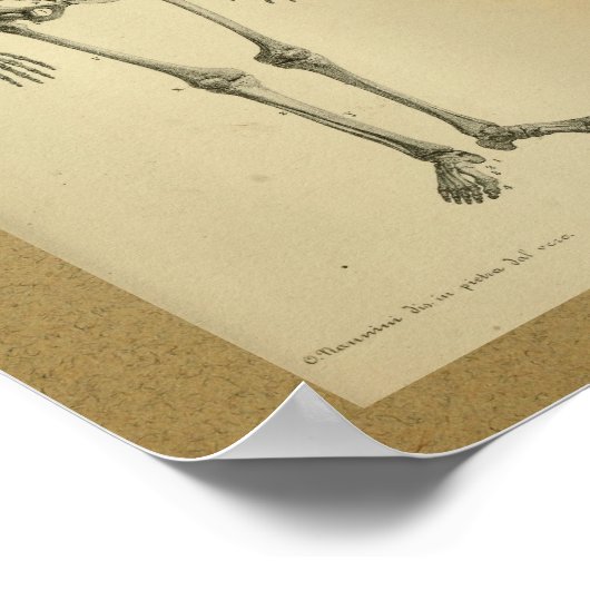 1850 Anatomy Print Skelet (Hoek)