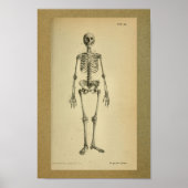 1850 Anatomy Print Skelet (Voorkant)