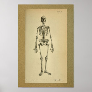 1850  Anatomy Print Skelet