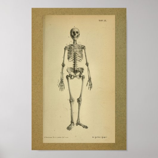 1850  Anatomy Print Skelet (Voorkant)