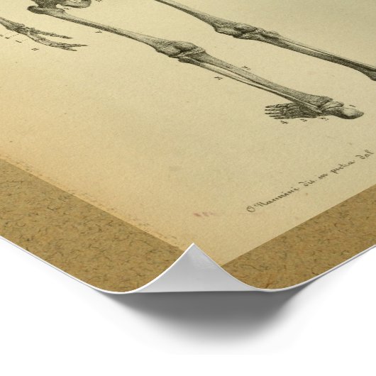 1850  Anatomy Print Skelet (Hoek)