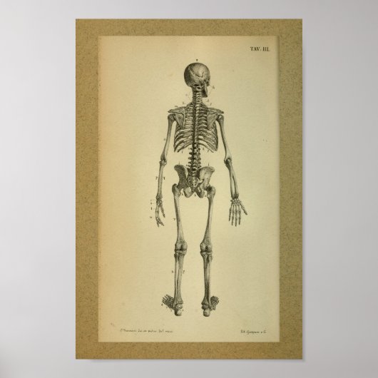 1850  Anatomy Print Skelet (Voorkant)