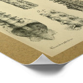 1850  kolom van de Spinale kolom van de Anatomy Pr Poster (Hoek)