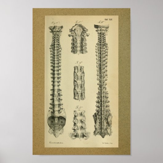 1850  kolom van de Spinale kolom van de Anatomy Pr Poster (Voorkant)