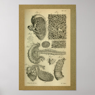 1850  pancreas voor anatomie met printplaat poster
