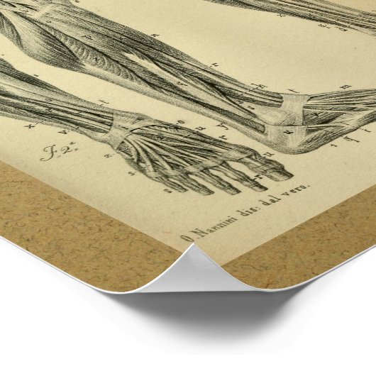 1850 Vintage Anatomy Print Leg Muscles (Hoek)