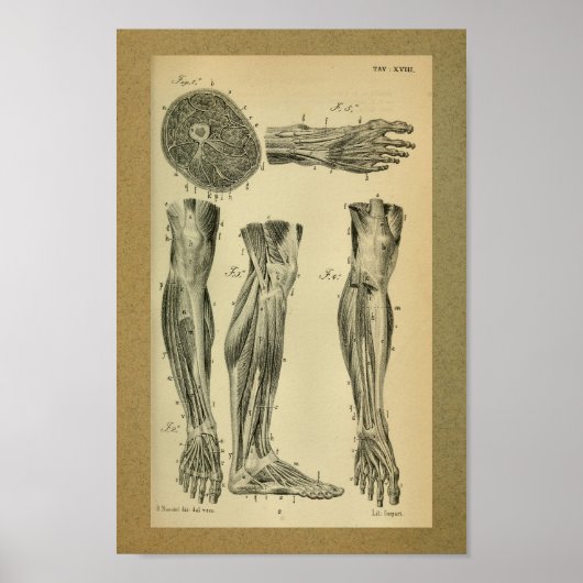1850 Vintage Anatomy Print Leg Muscles (Voorkant)