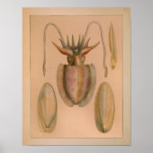 1851  kleurenafdrukken poster (Voorkant)