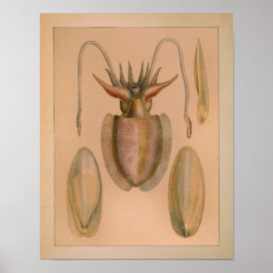 1851  kleurenafdrukken poster