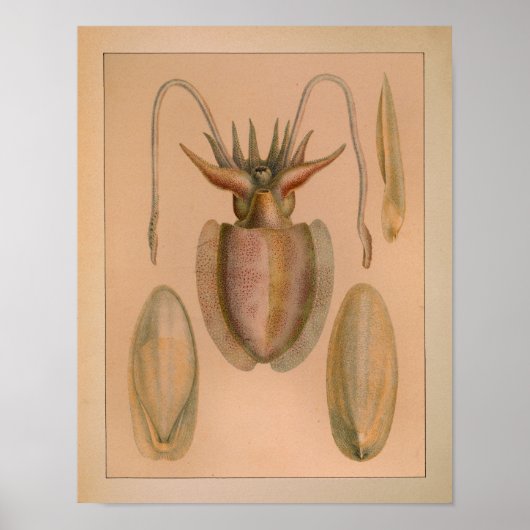 1851  kleurenafdrukken poster (Voorkant)