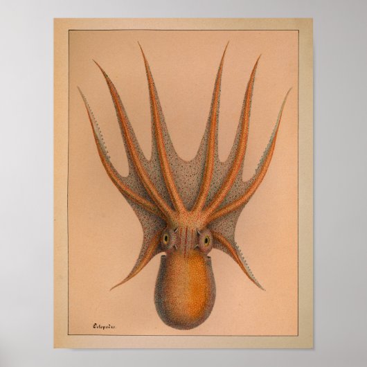 1851 kleureninktpatroon afdrukken poster (Voorkant)