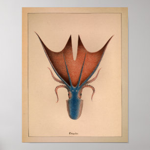 1851  kleureninktpatroon afdrukken poster