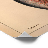 1851  kleureninktpatroon afdrukken poster (Hoek)