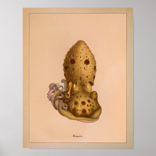 1851 kleureninktpatroon afdrukken poster (Voorkant)