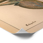 1851  kleureninktpatroon afdrukken poster (Hoek)