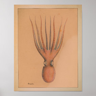 1851  kleureninktpatroon afdrukken poster