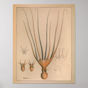 1851 kleureninktpatroon afdrukken poster