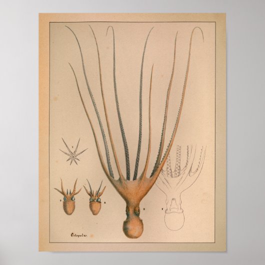 1851  kleureninktpatroon afdrukken poster (Voorkant)