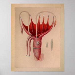 1851  kleureninktvis - Rode Oceaan afdrukken Poster