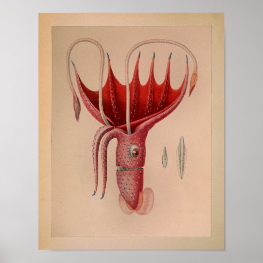 1851 kleureninktvis - Rode Oceaan afdrukken Poster (Voorkant)