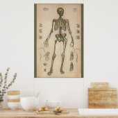 1851  Schema van de skeletanatomie Poster (Keuken)
