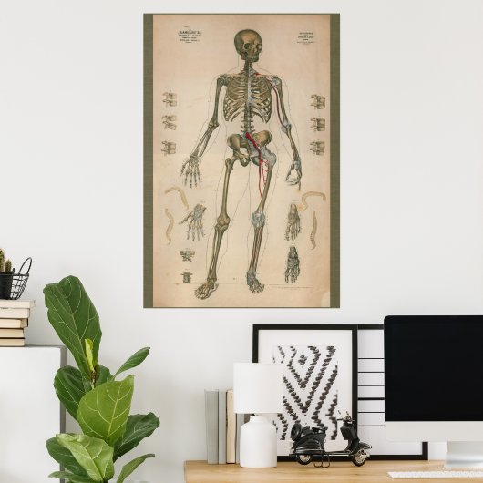 1851 Schema van de skeletanatomie Poster (Thuiskantoor)
