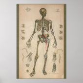 1851  Schema van de skeletanatomie Poster (Voorkant)