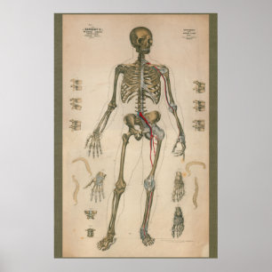 1851  Schema van de skeletanatomie Poster