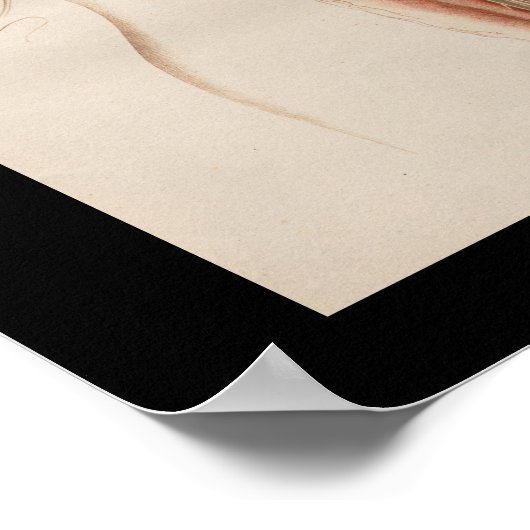 1852 Anatomy Brain Spinal Cord Poster (Hoek)