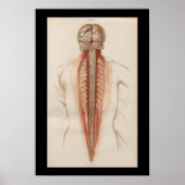 1852 Anatomy Brain Spinal Cord Poster (Voorkant)