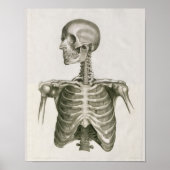 1853 Kunst voor skeletanatomie van de schedel Poster (Voorkant)