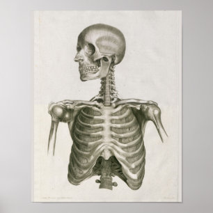  1853 Kunst voor skeletanatomie van de schedel Poster