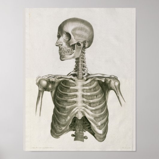 1853 Kunst voor skeletanatomie van de schedel Poster (Voorkant)