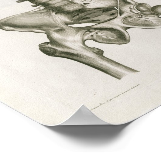  1853 Lumbar Spine Anatomy Art Afdrukken Poster (Hoek)