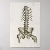  1853 Lumbar Spine Anatomy Art Afdrukken Poster (Voorkant)